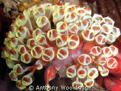 A polyp photographed at Gasmic Reef in Port Elizabeth, IS... by Anthony Wooldridge 